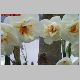 narcisses 3 27.03.jpg